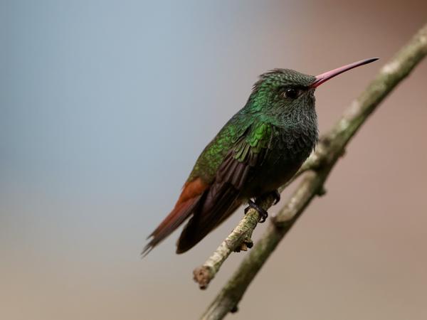 <h3><a href="/trips/costa-rica/biota/animalia/chordata/aves/033 apodiformes/004 trochilidae/amazilia tzacatl/amazilia tzacatl-nl.html">Amazilia&nbsp;tzacatl</a> / Rufous‑tailed&nbsp;hummingbird / Roodstaartamazilia</h3>OM-1 Mark II met OLYMPUS M.150-400mm F4.5, 1/500 sec  bij F4.5, ISO 10000, afstand 2.07&nbsp;m